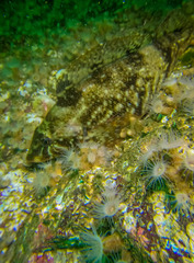 Hexagrammos stelleri