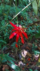 Passiflora vitifolia