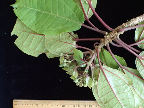 Astronidium subcordatum in life