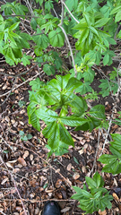 Aesculus californica