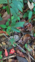 Passiflora vitifolia