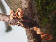 Macrotyphula contorta