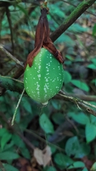 Passiflora vitifolia