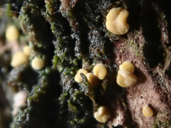 Pezicula eucrita