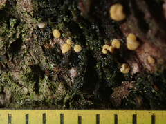 Pezicula eucrita