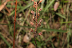 Stylidium productum