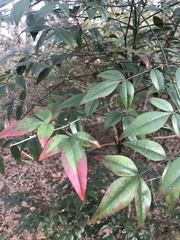 Nandina