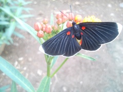 Melanis acroleuca acroleuca