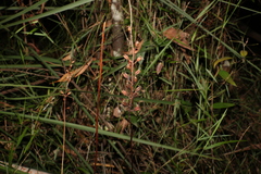Stylidium productum