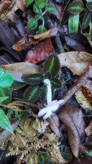 Episcia lilacina