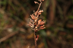 Stylidium productum