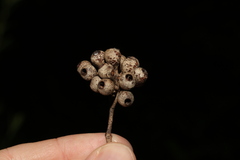 Eucalyptus piperita