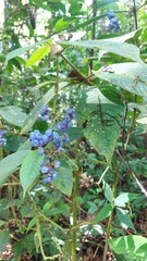 Palicourea pilosa