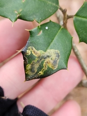 Phytomyza ilicicola