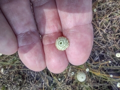 Syngonanthus flavidulus