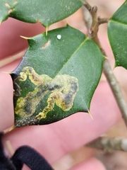 Phytomyza ilicicola