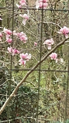Magnolia × soulangeana