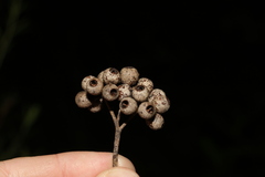Eucalyptus piperita