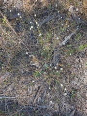 Syngonanthus flavidulus