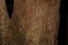 Eucalyptus piperita