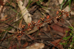 Stylidium productum