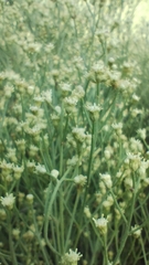 Baccharis notosergila