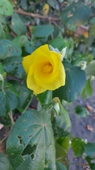 Hibiscus tiliaceus pernambucensis