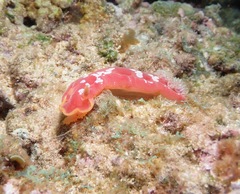 Hexabranchus