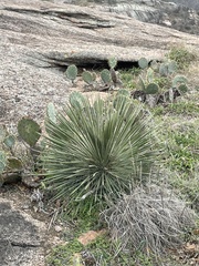 Yucca constricta