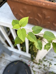 Jacquemontia pentanthos