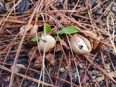 Geastrum