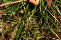 Entolasia stricta
