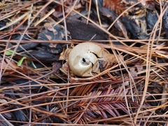 Geastrum