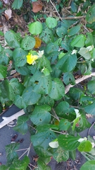 Hibiscus tiliaceus pernambucensis