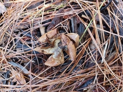 Geastrum