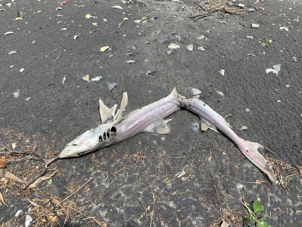 Spotted Estuary Smooth-hound from Mangawhai Government Purpose Wildlife ...