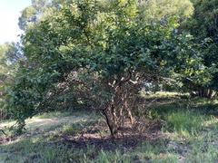 Macadamia ternifolia