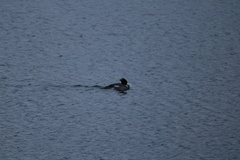 Mergus merganser americanus