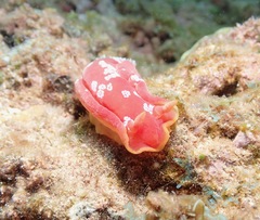 Hexabranchus