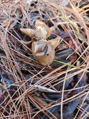 Geastrum