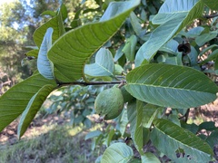 Macadamia ternifolia