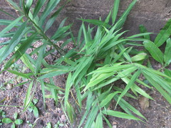 Zingiber officinale