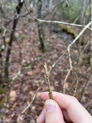 Chionanthus virginicus