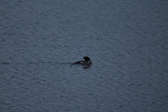 Mergus merganser americanus