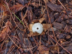 Geastrum