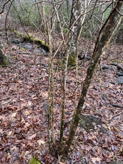 Chionanthus virginicus