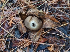 Geastrum