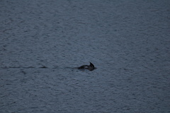 Mergus merganser americanus