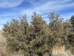 Quercus dumosa