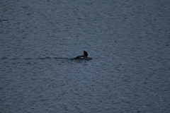 Mergus merganser americanus